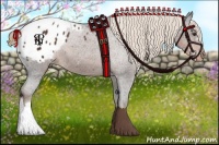 Horse Color:Liver Chestnut Appaloosa 