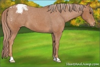 Horse Color:Chestnut Appaloosa 