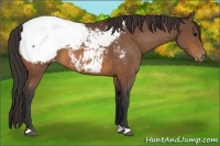 Horse Color:Bay Snowcap 