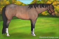 Horse Color:Buckskin Roan 