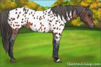 Horse Color:Bay Appaloosa