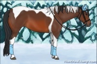 Horse Color:Bay Tobiano 
