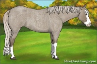Horse Color:Silver Grullo Roan Splash