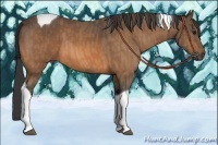 Horse Color:Buckskin Tobiano Brindle