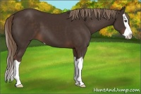 Horse Color:Liver Chestnut Splash 