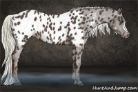 Horse Color:Liver Chestnut Appaloosa 