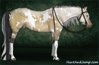 Horse Color:White Spotted Bay Dun 