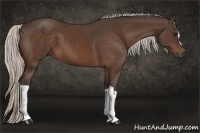 Horse Color:Silver Bay 
