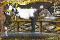 Horse Color:Liver Chestnut Frame Appaloosa