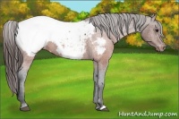 Horse Color:Brown Appaloosa 