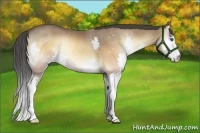 Horse Color:Buckskin Onyx Splash Rabicano 