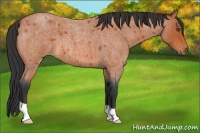 Horse Color:Bay Roan 