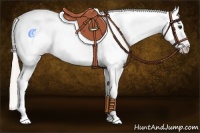 Horse Color:Silver Bay Appaloosa 