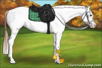 Horse Color:Bay Dun Appaloosa 