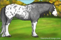 Horse Color:Blue Roan Splash Appaloosa