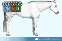 Horse Color:White Spotted Brown Roan Splash Frame Rabicano 