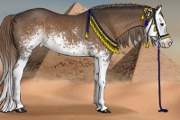 Horse Color:White Spotted Liver Chestnut Sabino Splash 