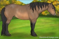 Horse Color:Buckskin Rabicano