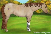 Horse Color:Red Dun Roan