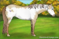 Horse Color:Red Dun Frame 