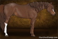 Horse Color:Liver Chestnut 