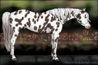 Horse Color:Liver Chestnut Appaloosa 