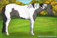 Horse Color:Grullo Tobiano