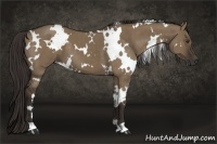 Horse Color:White Spotted Liver Red Dun 