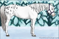 Horse Color:White Spotted Blue Roan Splash Frame Appaloosa