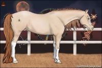 Horse Color:Buckskin Pearl 