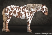 Horse Color:White Spotted Chestnut Appaloosa 