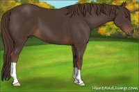 Horse Color:Liver Chestnut 