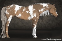 Horse Color:White Spotted Chocolate Palomino