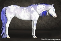 Horse Color:Watercolor White Spotted Bay Onyx Splash Rabicano 