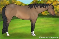 Horse Color:Bay Dun