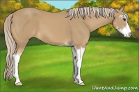 Horse Color:Palomino Sabino 