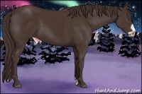 Horse Color:Liver Chestnut Frame 
