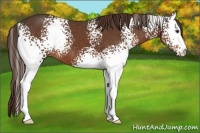 Horse Color:White Spotted Liver Chestnut