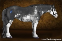 Horse Color:Black Sabino 