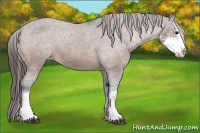 Horse Color:Bay Sabino Appaloosa 