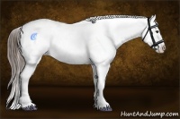 Horse Color:Liver Chestnut Sabino Splash Appaloosa 