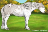 Horse Color:Chocolate Palomino Sabino Varnish