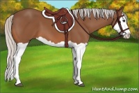 Horse Color:Silver Bay Splash 