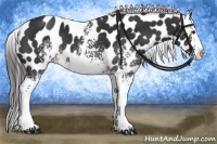 Horse Color:White Spotted Liver Chestnut Sabino Splash Appaloosa 