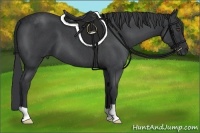 Horse Color:Blue Roan 