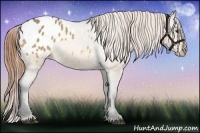 Horse Color:Buckskin Dun Sabino Appaloosa Rabicano