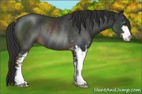 Horse Color:Liver Chestnut Sabino Rabicano