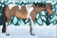 Horse Color:Buckskin Tobiano