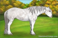 Horse Color:Liver Chestnut Sabino Appaloosa Rabicano 