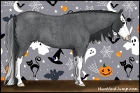 Horse Color:Blue Roan Sabino Splash 